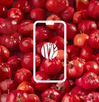 A imagem mostra um fundo de sementes de romã vermelhas, com o contorno de um celular branco no centro, e um símbolo de uma árvore que representa a logo da marca L'occitane dentro do celular.